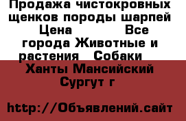 Продажа чистокровных щенков породы шарпей › Цена ­ 8 000 - Все города Животные и растения » Собаки   . Ханты-Мансийский,Сургут г.